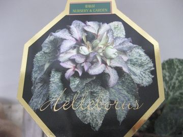 �X�m�[�t�B�[�o�[