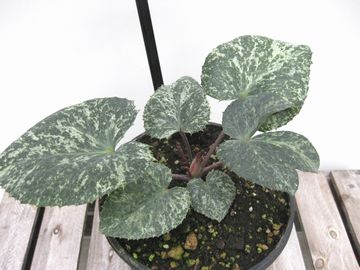 �X�m�[�t�B�[�o�[