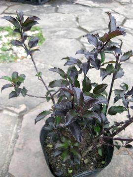 ���m�q�C���M�@�u���[�v�����Z�X