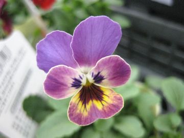 �n���[�|�b�L�[