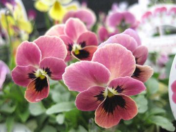 �s���N�R�A��