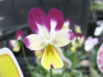 �����̂ЂȂ��ڂ���