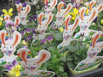 ���r�b�g�����h