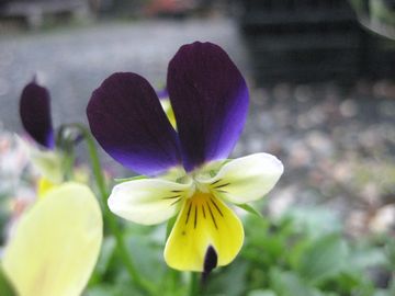 ���r�b�g�����h