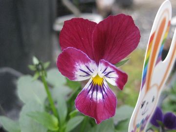 ���r�b�g�����h