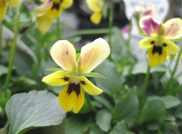 ���r�b�g�����h