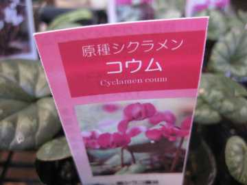 ����V�N�������@�R�E��