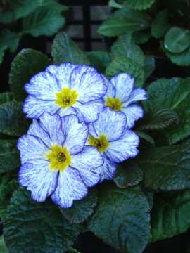 �W�����A���@��