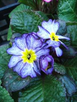 �v�������@�|�~�[���C�g