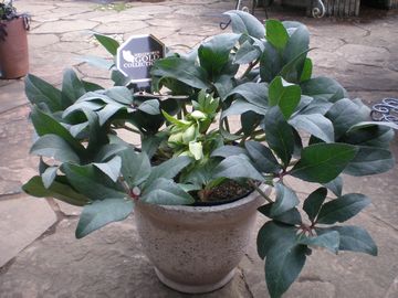 �A�C�X�u���J�[�}�L�V�B�[