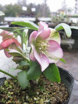 �v�`�h�[���@��