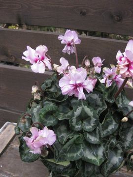 �V�N�������@�X�N�����[�X�^�[