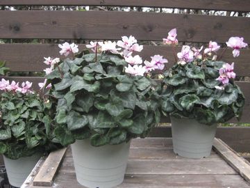 �V�N�������@�X�N�����[�X�^�[