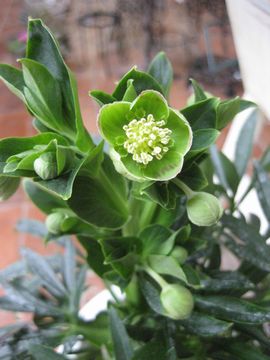 �A�O�`�t�H���E�X