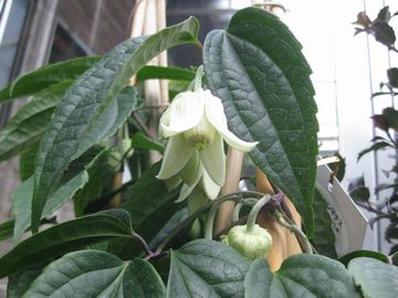 �A���X���G���V�X