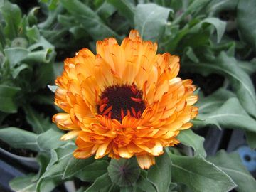 �J�����f�����@�R�[�q�[�N���[��