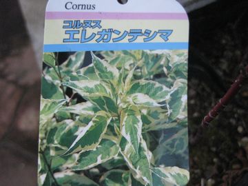 �G���K���e�V�}