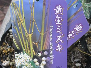 �����~�Y�L