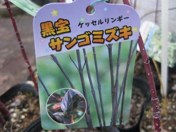 ����T���S�~�Y�L