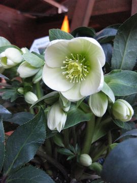 �A�C�X�u���[�J�[�}�L�V�[