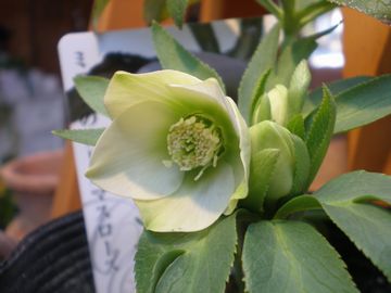 �v�`�h�[���z