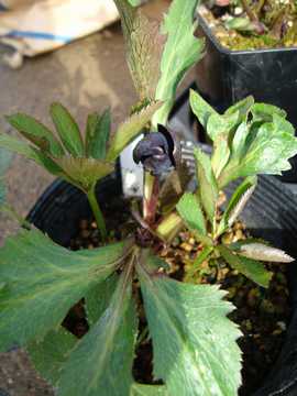 �N���X�}�X���[�Y�@�g-�r-1