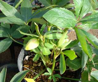 �N���X�}�X���[�Y�@�g-�r-2