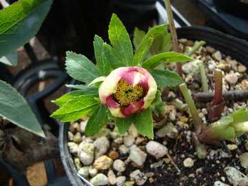 �N���X�}�X���[�Y�@�g-�r-3