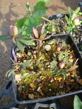 �N���X�}�X���[�Y�@�g-�v-2