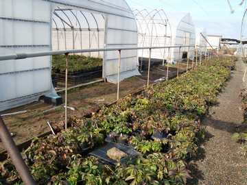 �N���X�}�X���[�Y�@�i�[�Z���[