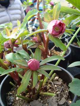 �N���X�}�X���[�Y�@�����z