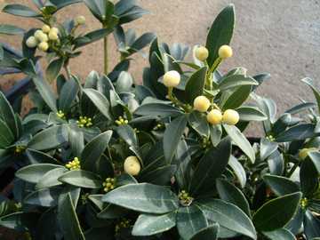 �X�L�~�A�@�t���[�c�A���{�@����