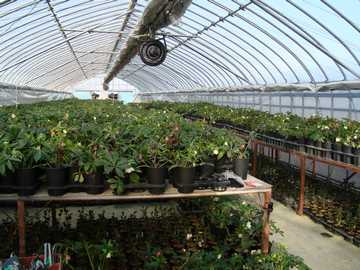 �i�[�Z���[�@�N���X�}�X���[�Y