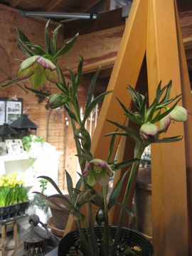 �N���X�}�X���[�Y