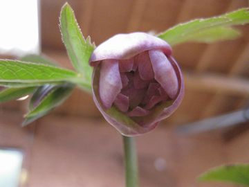 �N���X�}�X���[�Y