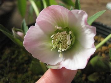 �N���X�}�X���[�Y