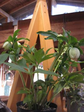 �N���X�}�X���[�Y