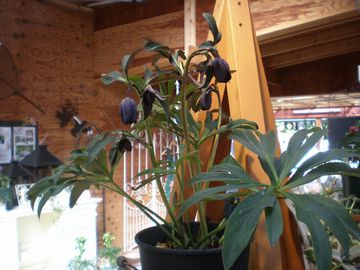 �N���X�}�X���[�Y