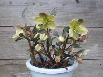 �L�����f�B�[���u