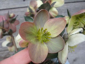 �L�����f�B�[���u