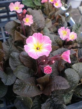 �v�������@�W�F�V�J