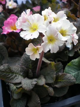 �v�������@�W�F�V�J