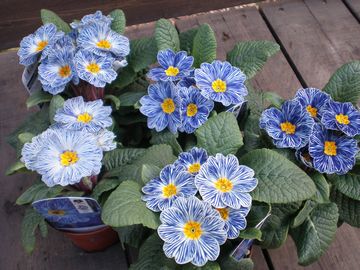 �v�������@�[�u���u���[