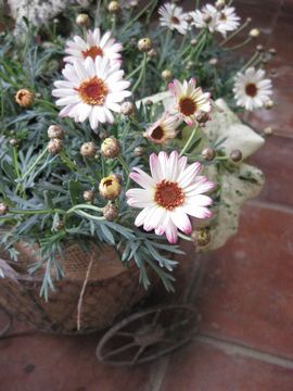 �}�[�K���b�g�@�������o