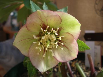 �N���X�}�X���[�Y