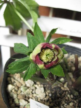 �N���X�}�X���[�Y