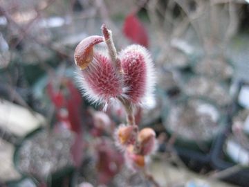 �s���N�l�R���i�M