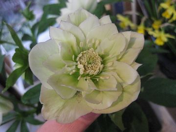 �N���X�}�X���[�Y