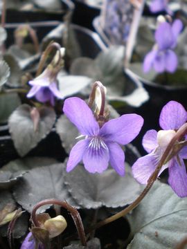 ���u���h���J