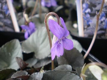 ���u���h���J